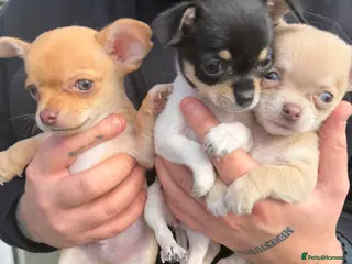 Chihuahua dogs 2 Rare Blue-Eyed Chihuahua Puppies Available - Advert 2