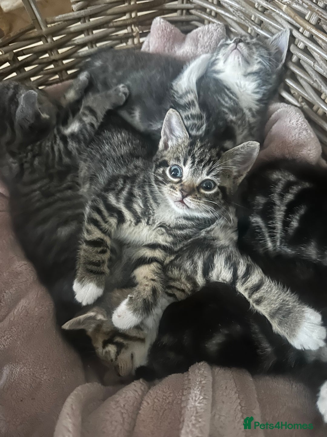Mixed Breed cats for sale: 6 Of the cutest kittens ever !  - Image 4