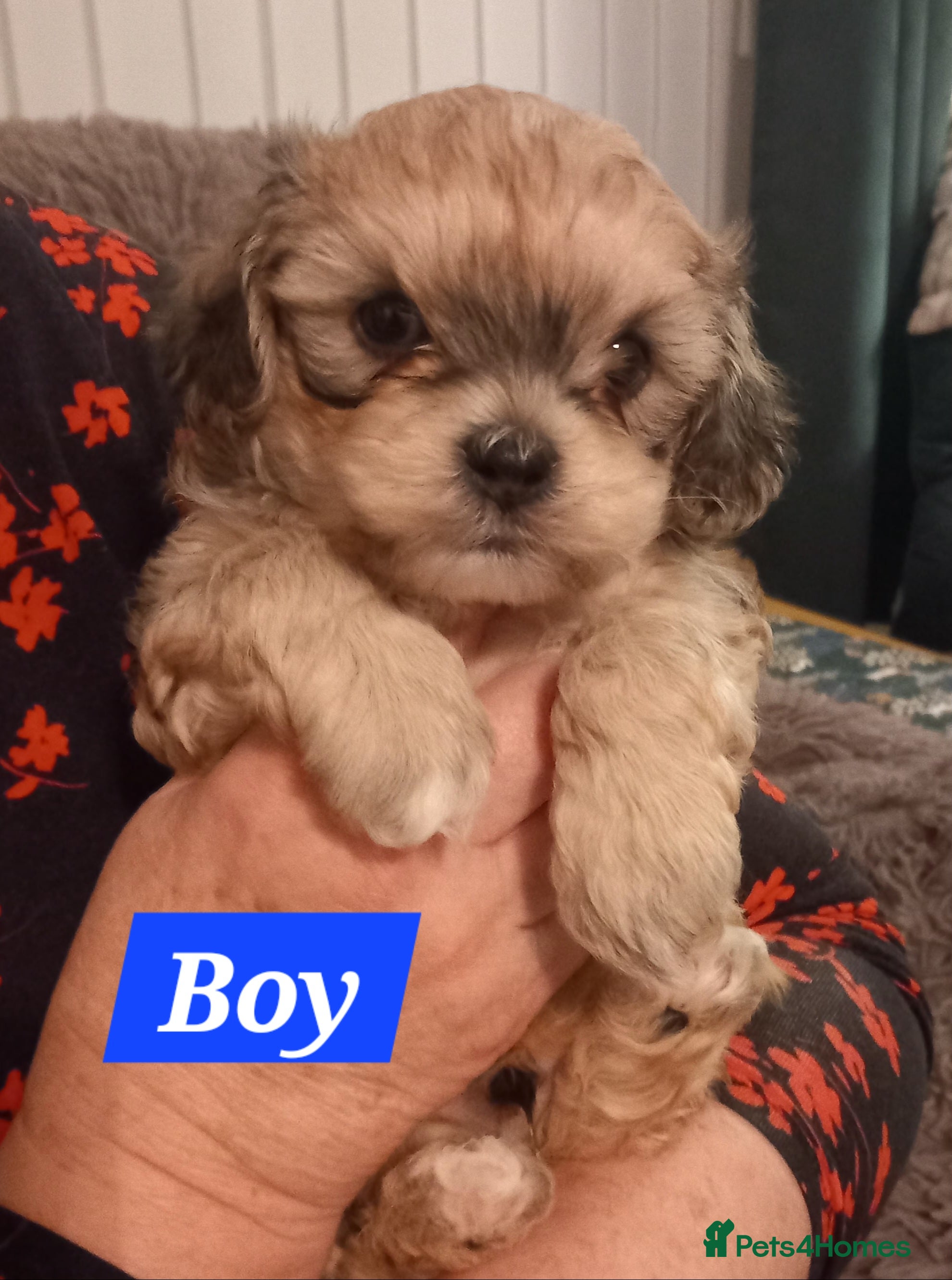 Shihpoo dogs Shihpoo puppies for sale - Advert 2
