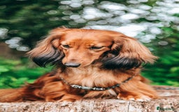 Miniature Dachshund dogs for sale: RED Russian Pedigree Miniature Dachshunds - Image 12