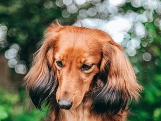 Miniature Dachshund dogs - Advert 2