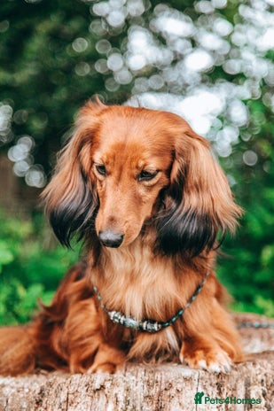 Miniature Dachshund dogs - Advert 8