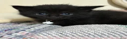 Domestic Shorthair cats for sale: Kittens.  in Bath - Advert 2