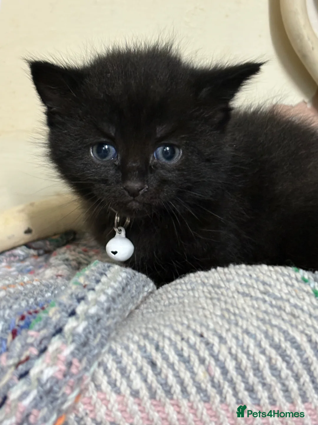Domestic Shorthair cats for sale: Kittens.  in Bath - Advert 2