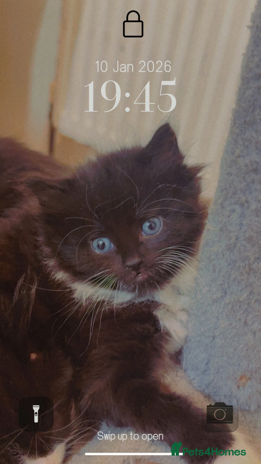 Mixed Breed cats for sale: 4 Beautiful Tuxedo Kittens (3 Long haired) <3 - Advert 15