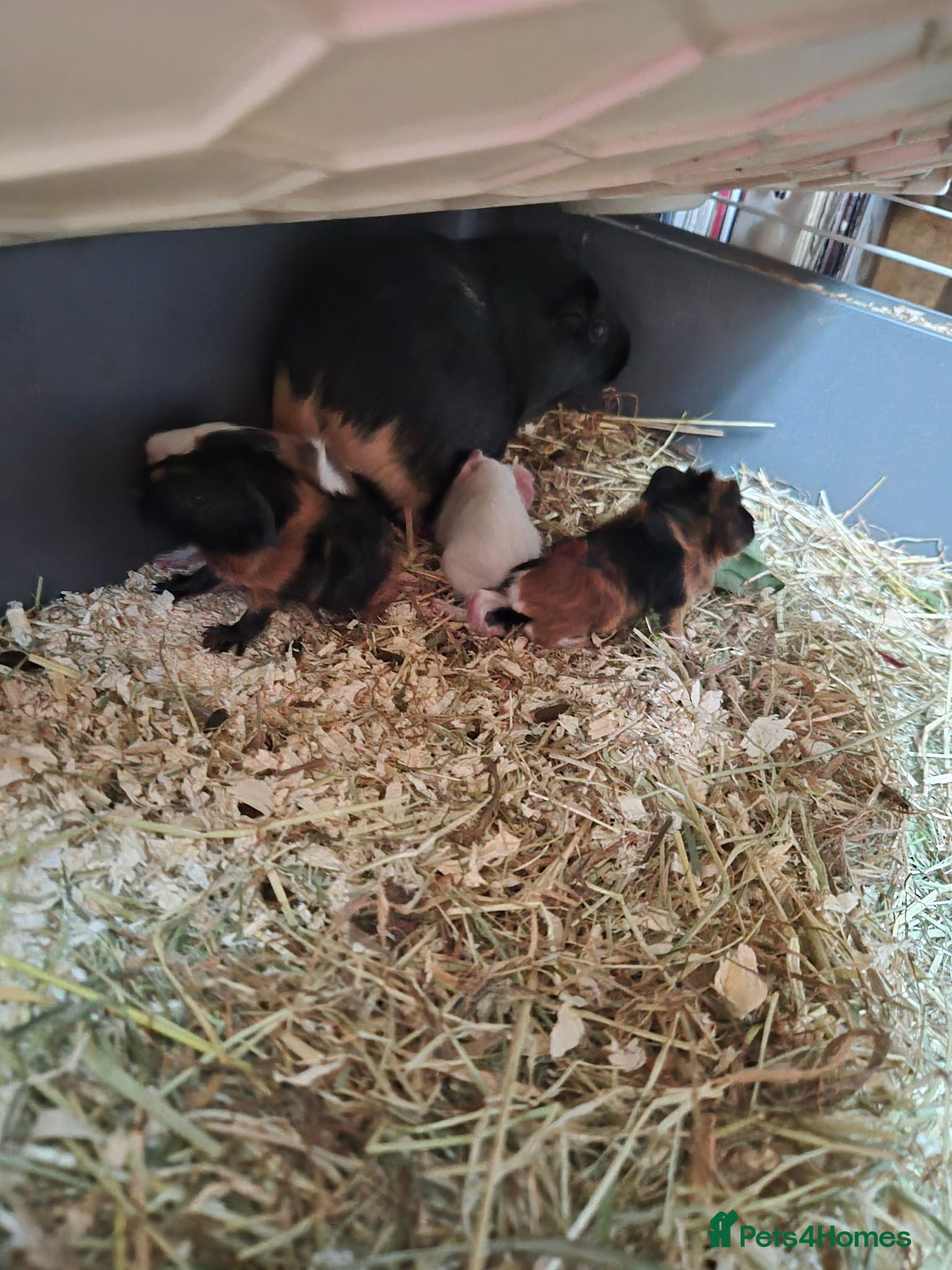 Guinea Pig rodents New baby piggies  - Advert 17
