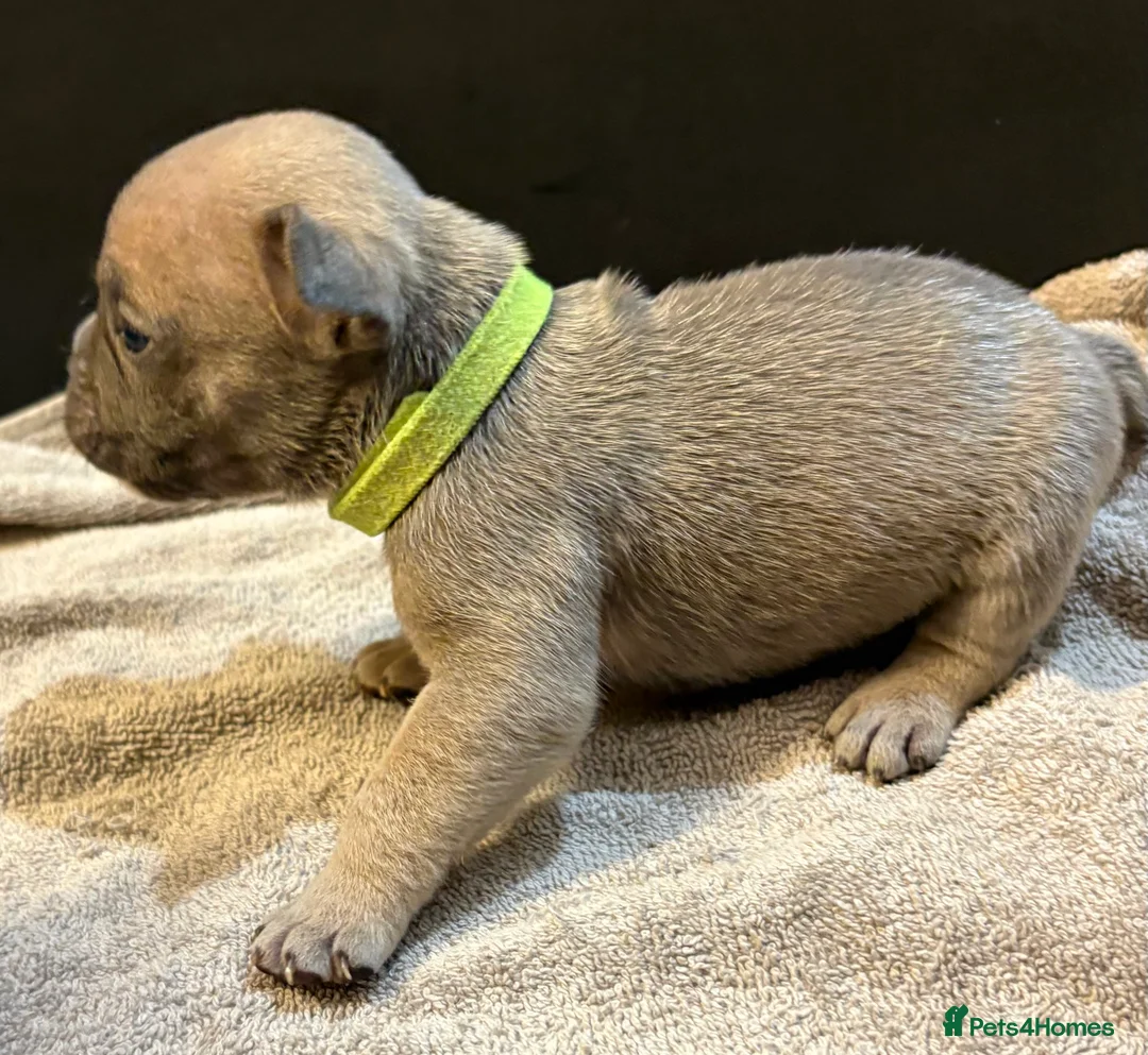 Mixed Breed dogs for sale: Frenchie mix - Advert 9