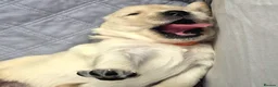 Golden Retriever dogs for sale: 5 Beautiful Golden Retriever's  - Advert 26