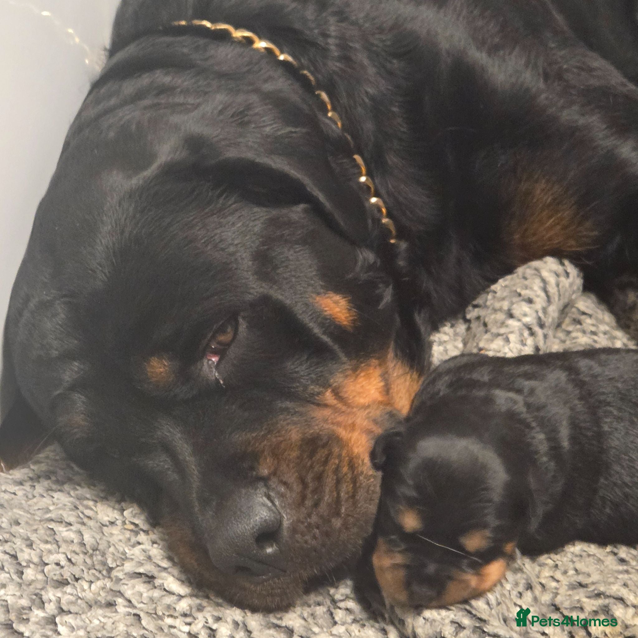 Rottweiler dogs 7 Rottweiler Pups - Advert 1