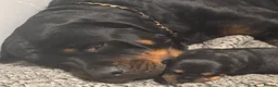 Rottweiler dogs for sale: 7 Rottweiler Pups - Advert 1