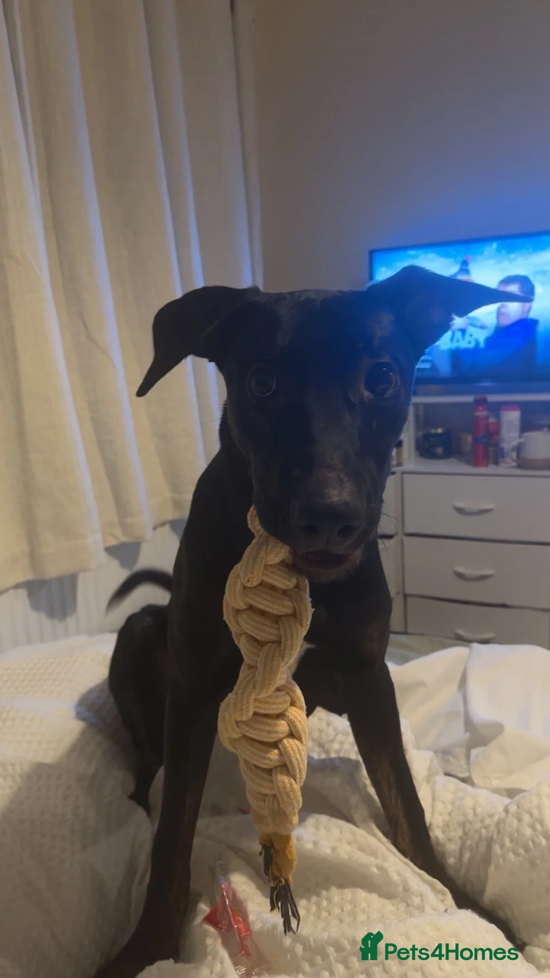 Mixed Breed dogs for sale: 9 month old puppy looking for new home - Advert 1