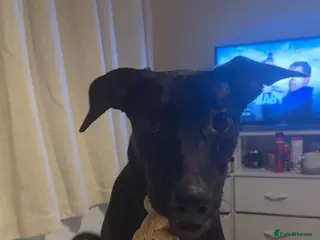 Mixed Breed dogs 9 month old puppy looking for new home - Advert 1