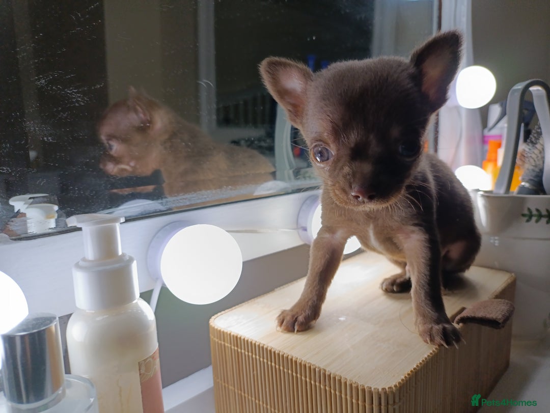 Chihuahua dogs for sale: 1 boys 3 girl pedigree chihuahua - Advert 23