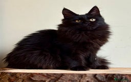 Maine Coon cats for sale: Beautiful pure bread maine coon kittens  - Image 28