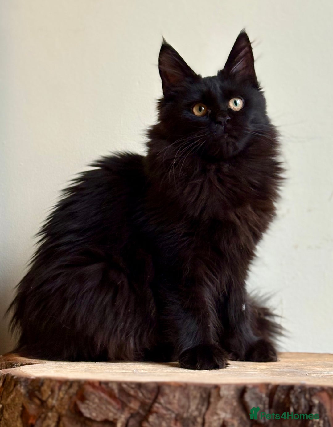 Maine Coon cats for sale: Beautiful pure bread maine coon kittens  - Image 28