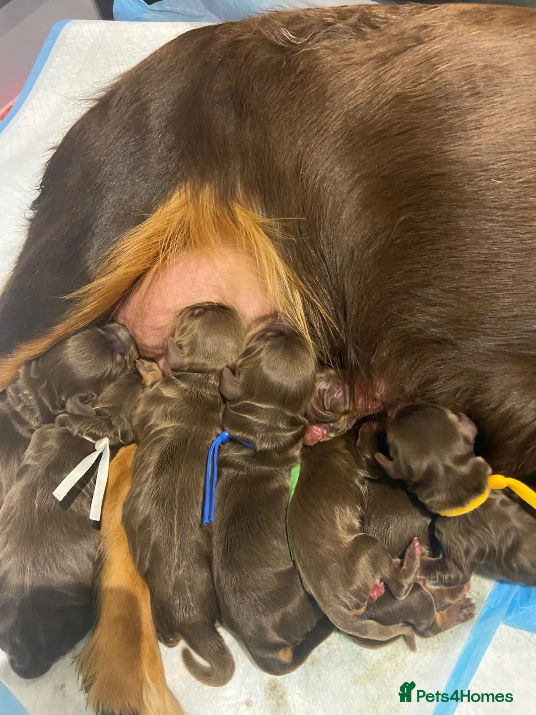 Cocker Spaniel dogs for sale: 🥰 Stunning Cocker Spaniel  Litter 🥰 in Exeter - Advert 4