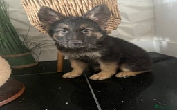 German Shepherd dogs for sale: German shepherd pups silver sable black/tan black  - Image 15