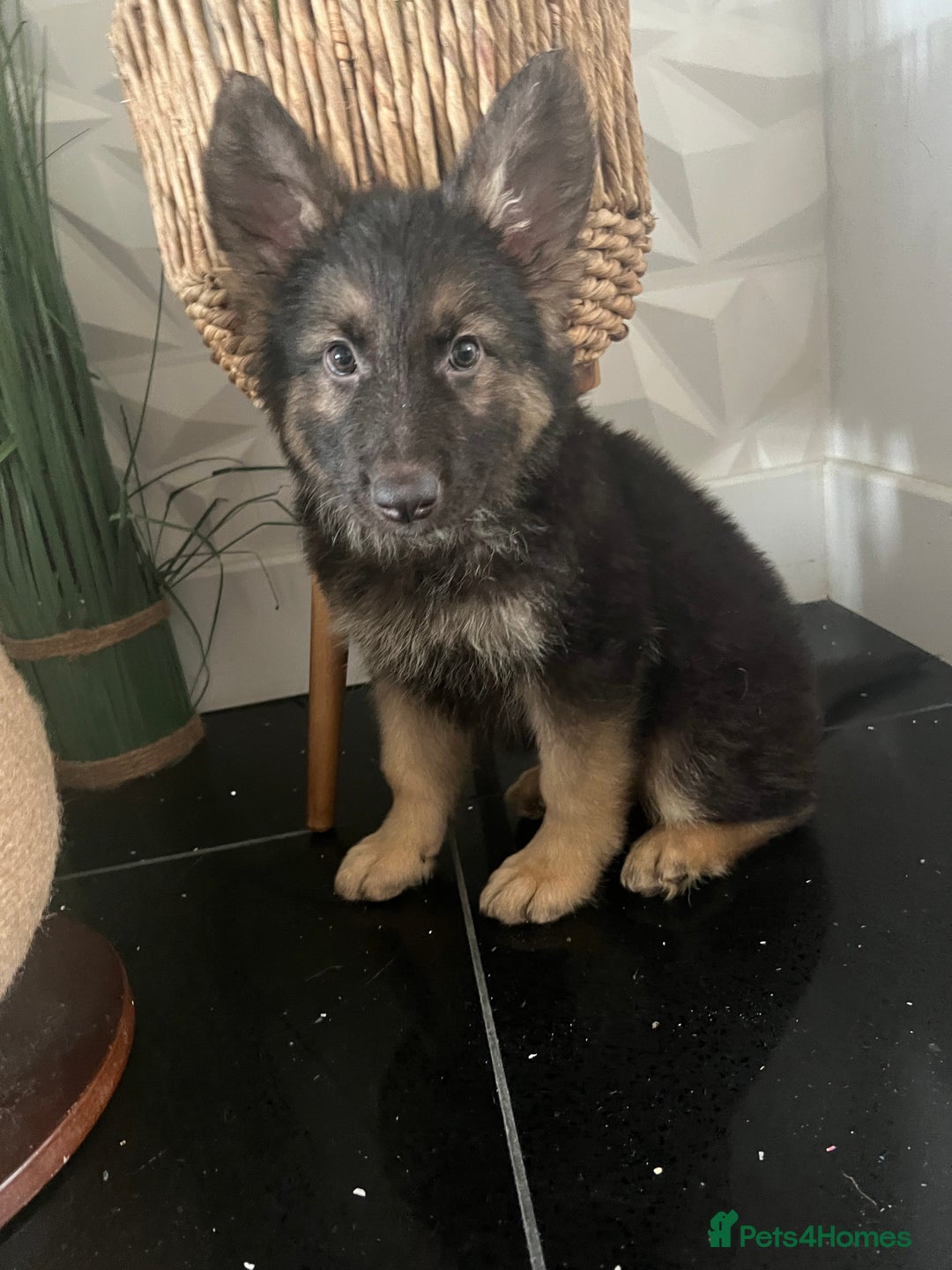 German Shepherd dogs for sale: German shepherd pups silver sable black/tan black  - Image 15
