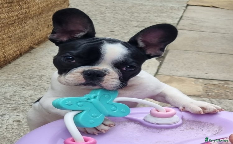 French Bulldog dogs - Advert 4