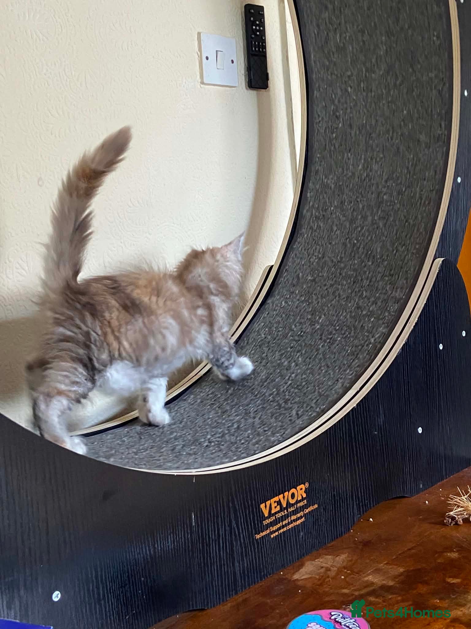 Maine Coon cats 1last Tica Registered girl left for Sale - Advert 2