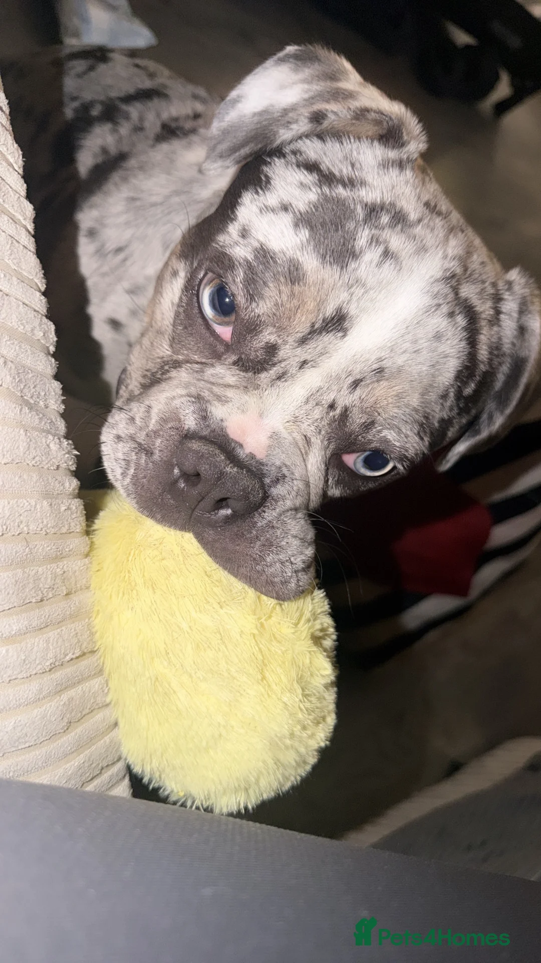 French Bulldog dogs for sale: French bulldog male in Edgware - Advert 2