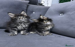 Maine Coon cats for sale: Maine Coon  - Image 9