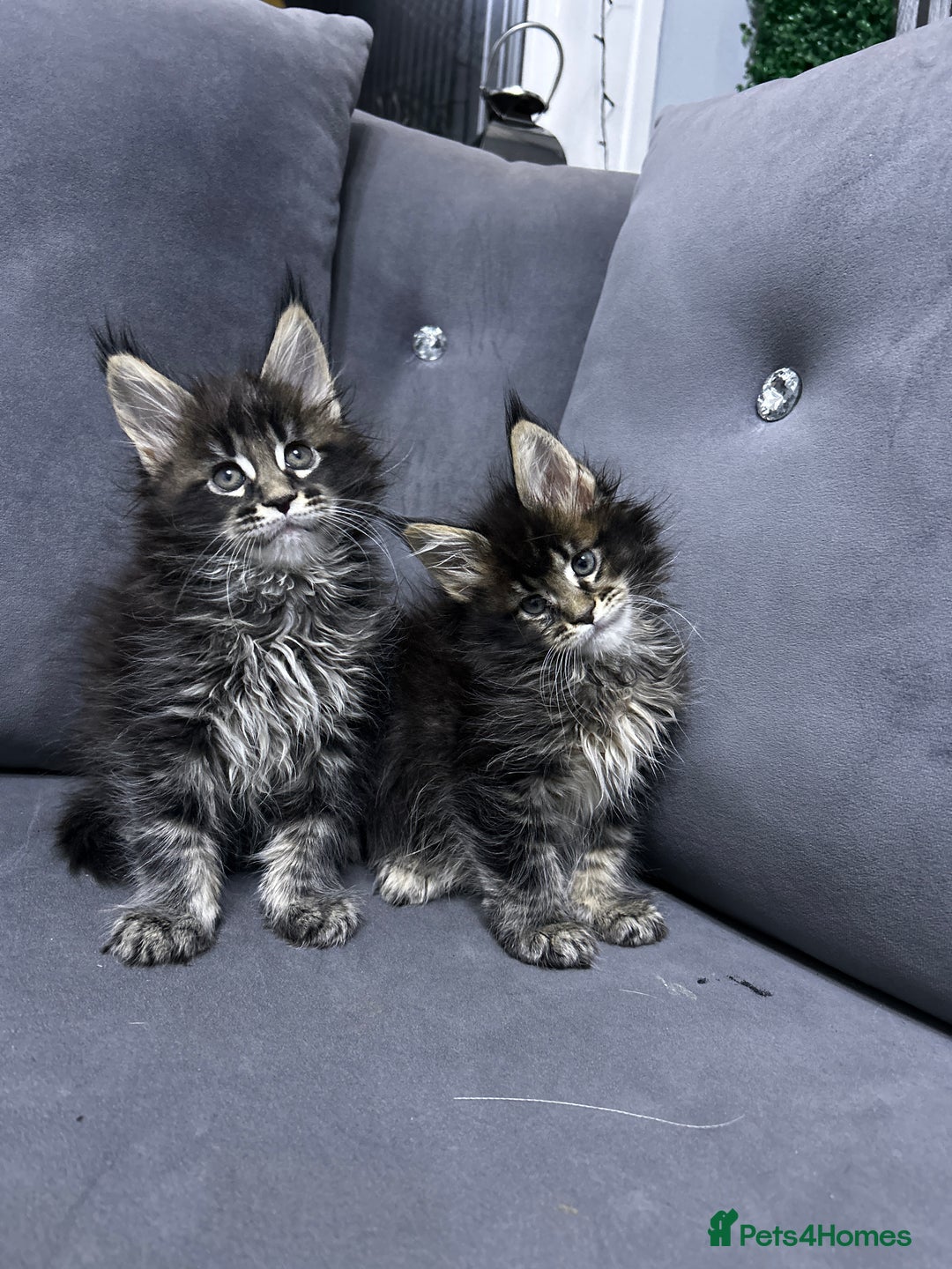 Maine Coon cats for sale: Maine Coon  - Image 9