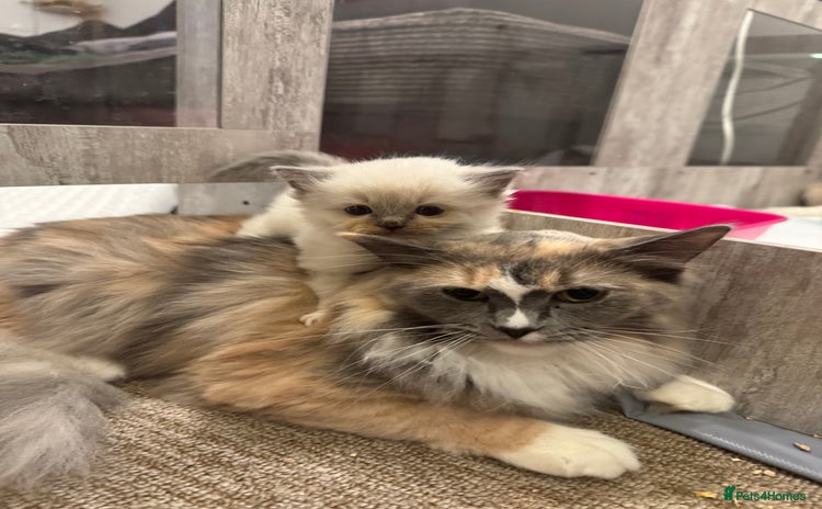 Ragdoll cats - Advert 2