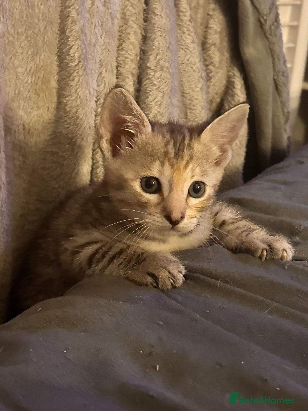 Savannah cats for sale: F4 Savannah kittens  - Advert 25