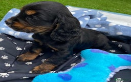 Cocker Spaniel dogs for sale: READY NOW WORKING COCKER SPANIEL PUPPYS - Image 6