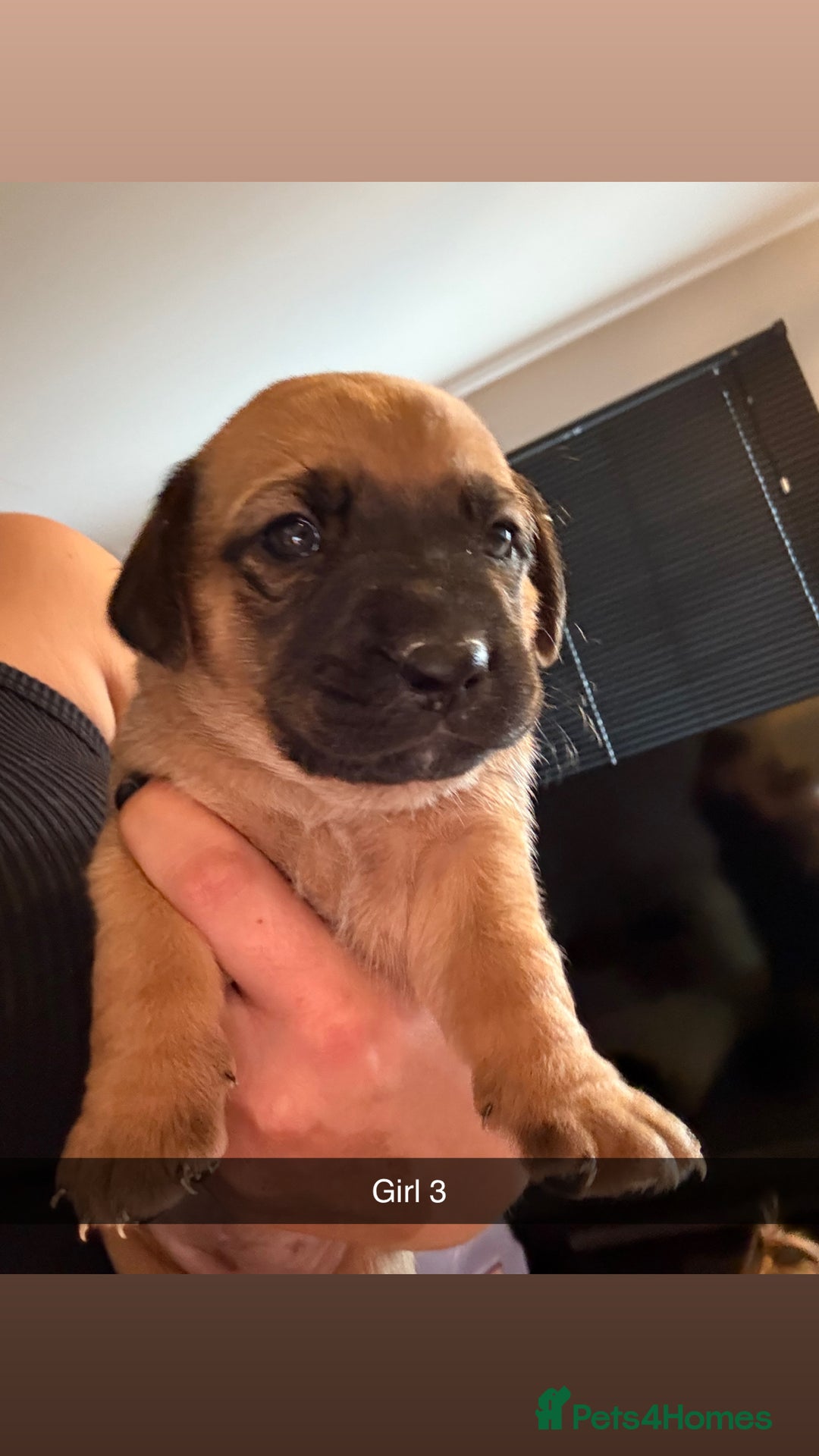Mixed Breed dogs for sale: Rottweiler cross saluki puppies  - Image 24