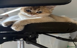 British Longhair cats for sale: ✨ Three adorable British Short/longhair kittens  - Image 29