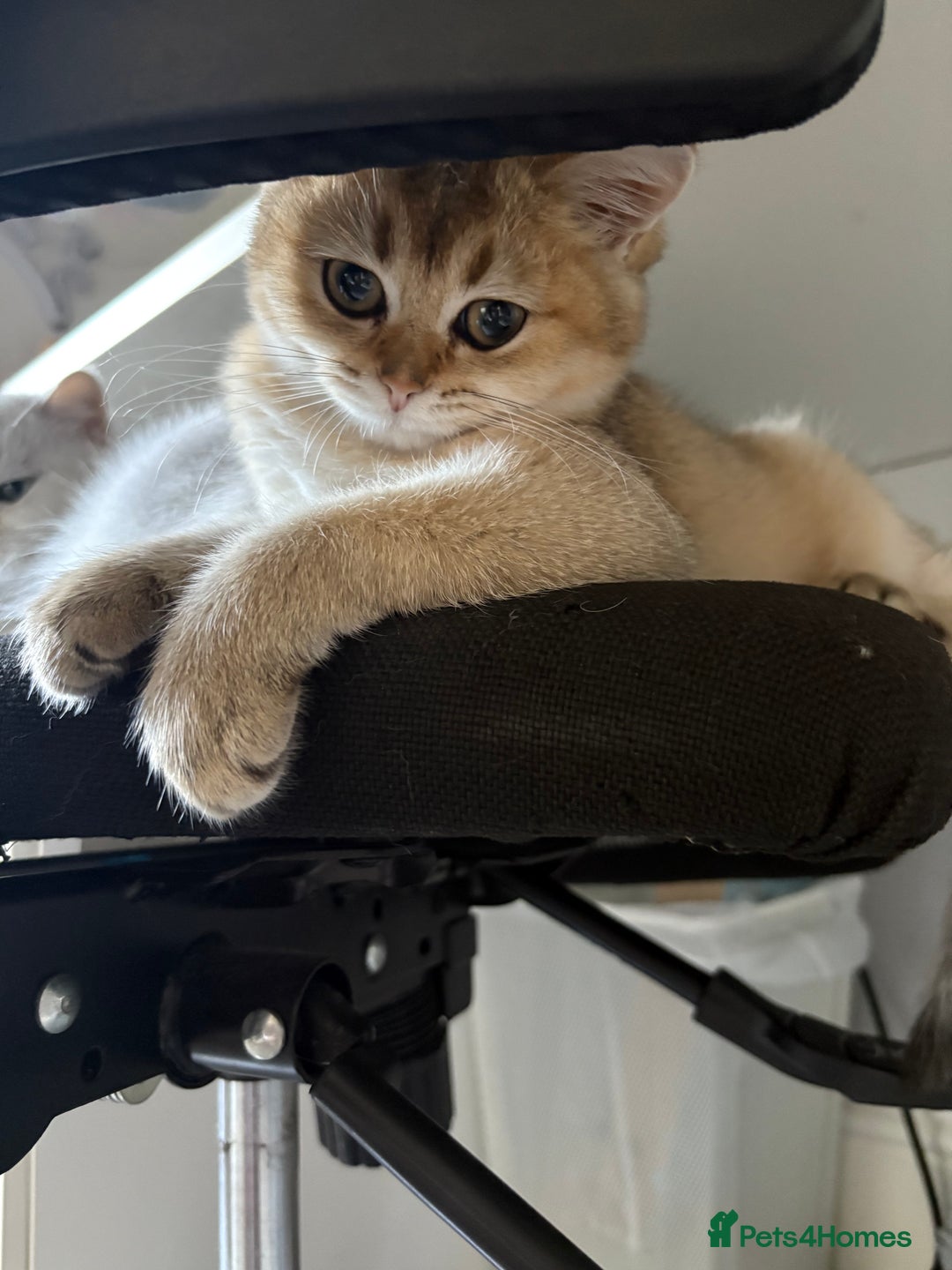 British Longhair cats for sale: ✨ Three adorable British Short/longhair kittens  - Image 29