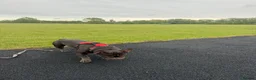 French Bulldog dogs for sale: Zeus is looking for a loving family.  in Watford - Advert 2