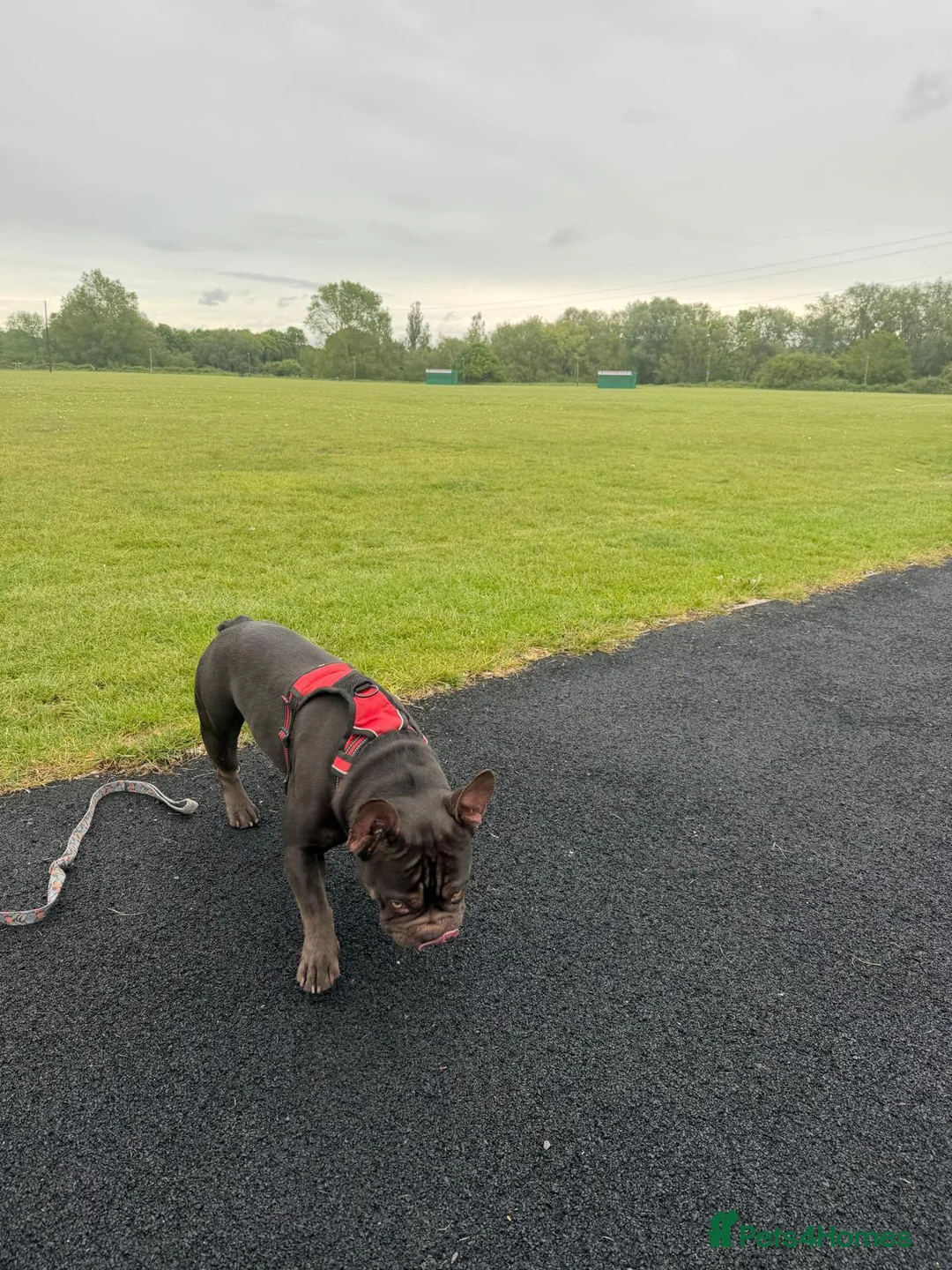 French Bulldog dogs for sale: Zeus is looking for a loving family.  in Watford - Advert 2