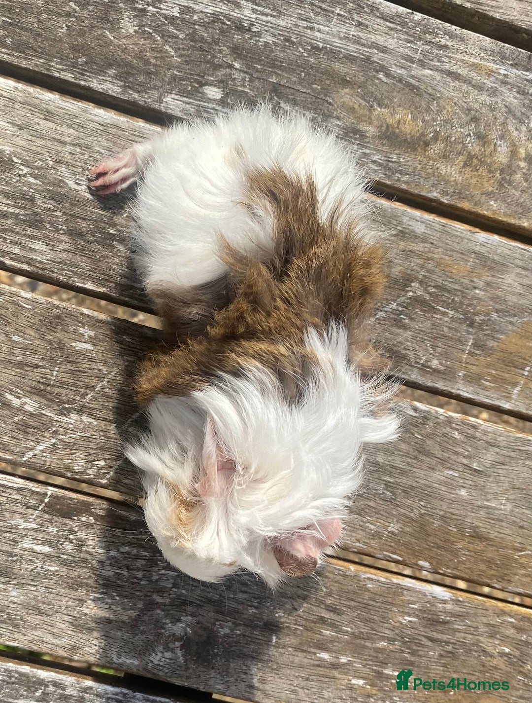 Guinea Pig rodents for sale: Abyssinian long haired  - Image 15