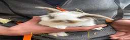 French Lop rabbits for sale: Gorgeous French lop babies ready to leave  - Advert 9
