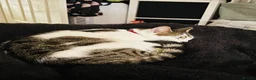 Mixed Breed cats for sale: 4 Year Old Neutered Male Cat in Derby - Advert 7