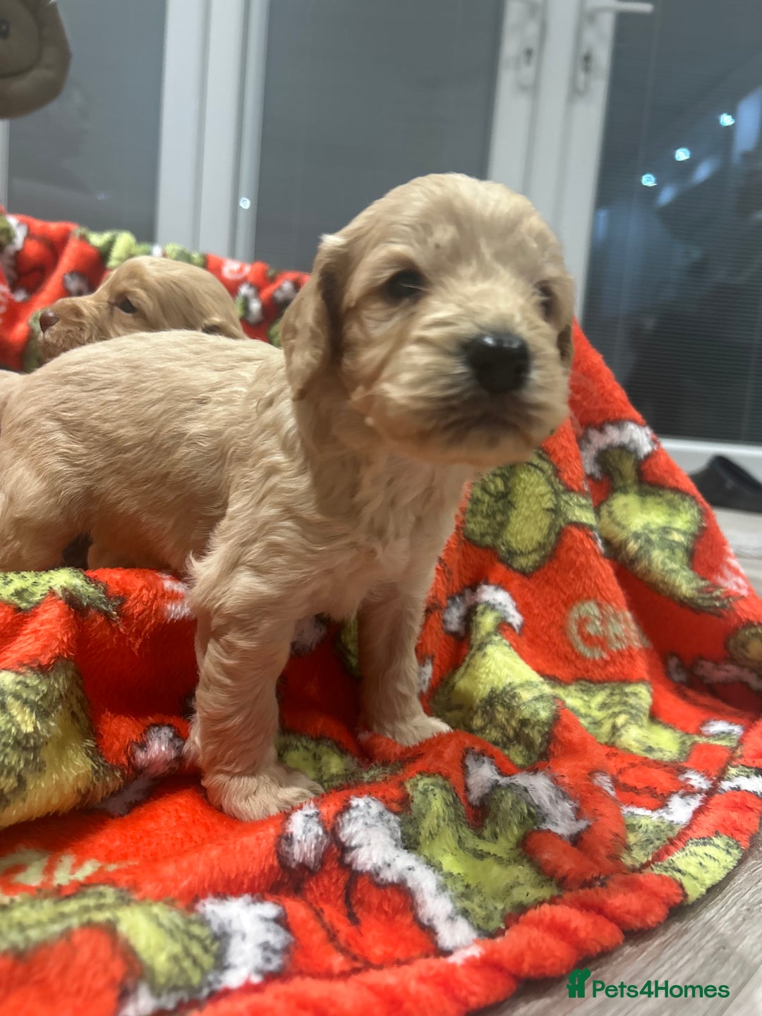 Cockapoo dogs for sale: F1 cockapoo puppies  - Image 15