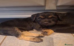 Border Terrier dogs for sale: Border Terrier KC registered 3x dogs for sale - Image 13