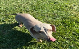Miniature Dachshund dogs for sale: LOVELY MINI DACSHUND GIRL - Image 3