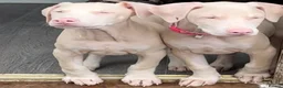 Dobermann dogs for sale: White Doberman  in Broxburn - Advert 4