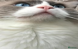 Ragdoll cats for stud: Active Gccf Blue bi Ragdoll in Grantham - Image 10