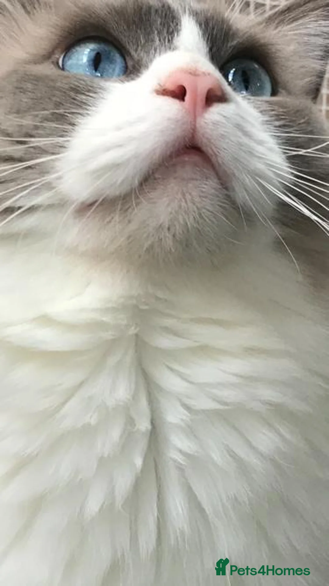 Ragdoll cats for stud: Active Gccf Blue bi Ragdoll in Grantham - Advert 10