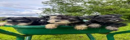 Miniature Schnauzer dogs for sale: Stunning K.C.reg  miniature Schnauzer puppies  - Advert 4