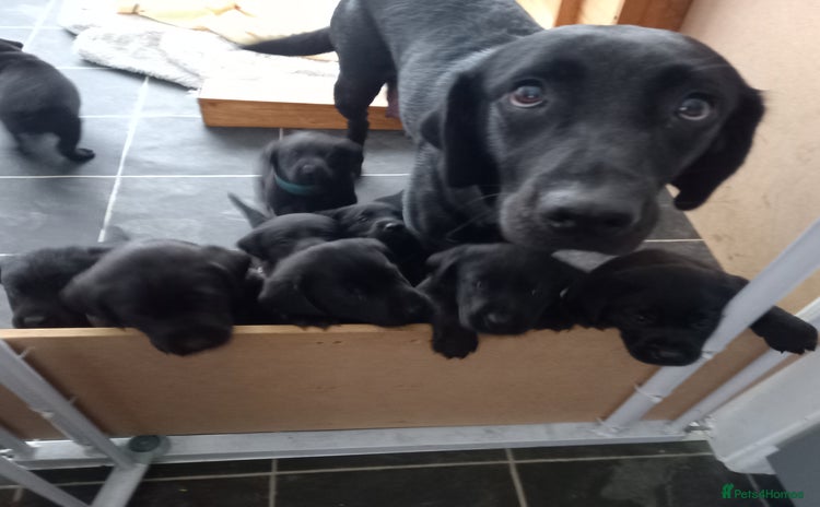 Labrador Retriever dogs - Advert 1