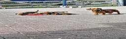 Miniature Dachshund dogs for sale: Beautiful Miniature Dachshund pups - Advert 2
