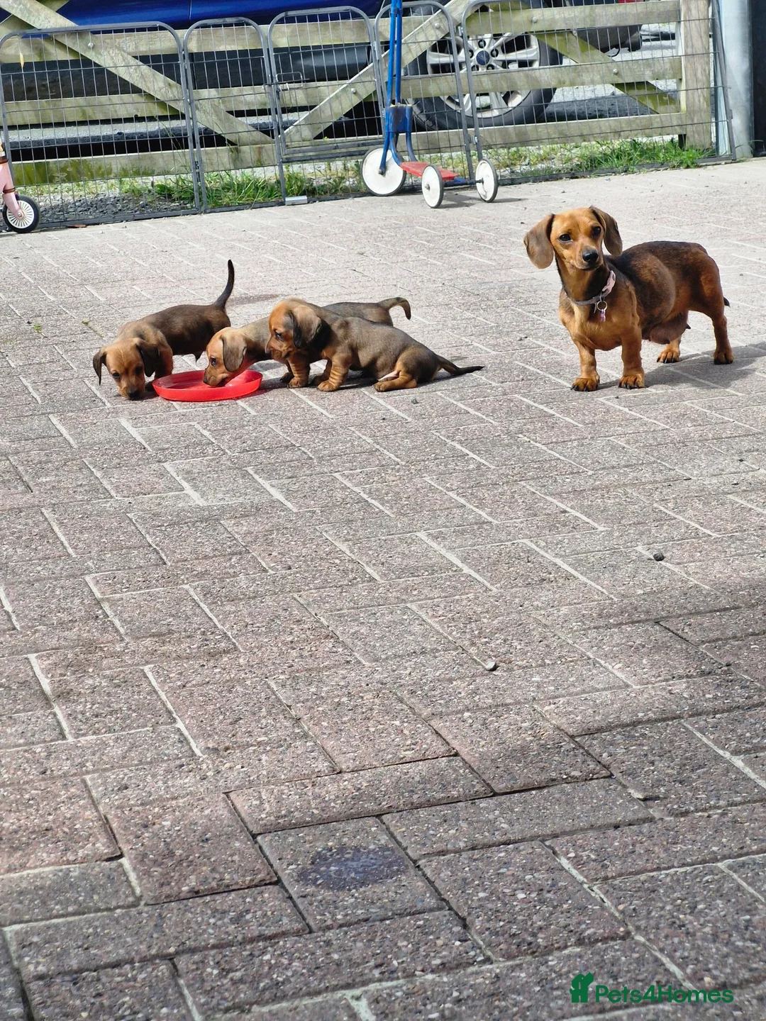 Miniature Dachshund dogs for sale: Beautiful Miniature Dachshund pups - Advert 2