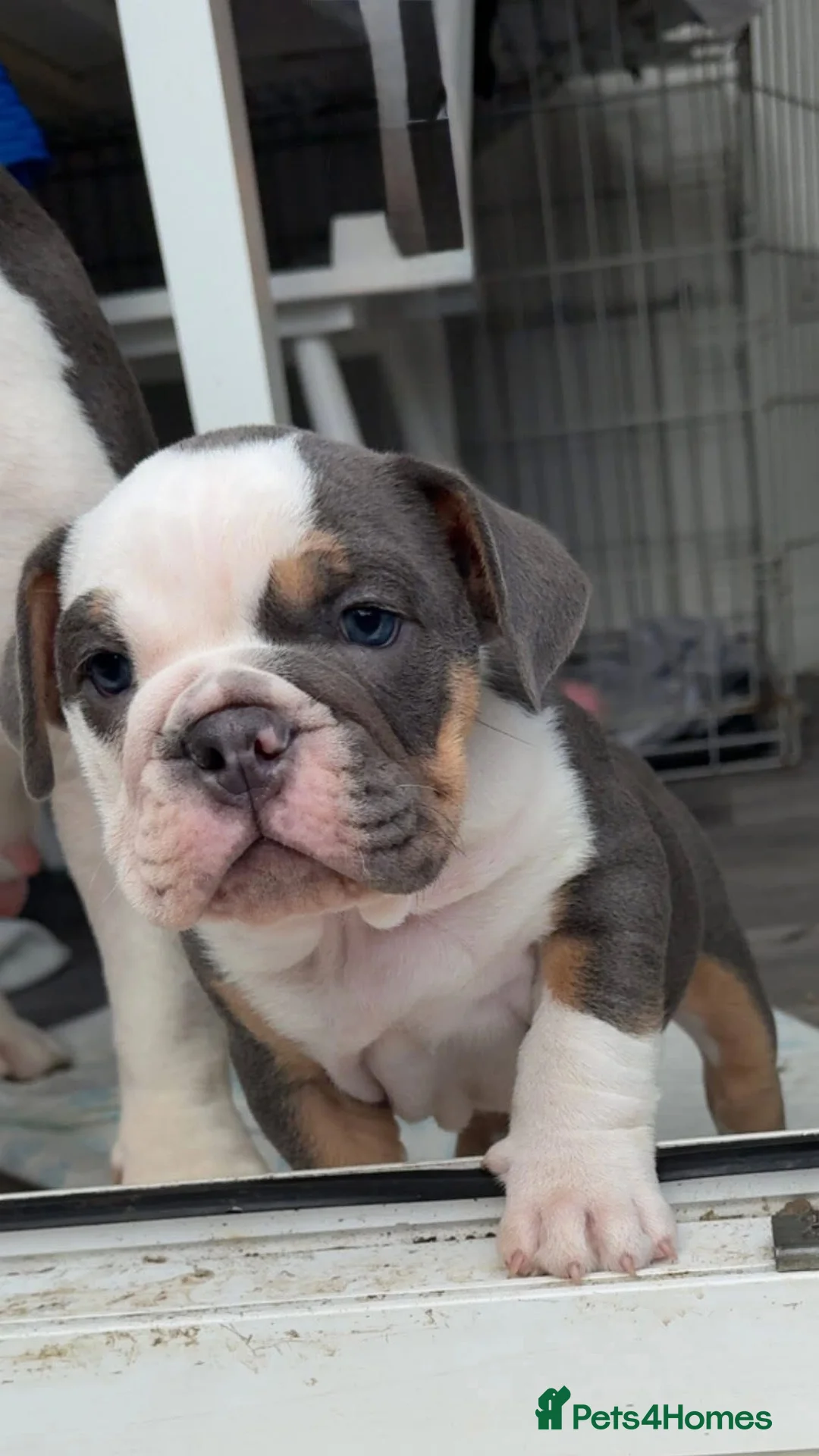 English Bulldog dogs for sale: English bulldog Puppies  - Advert 2