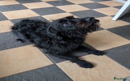 Labradoodle dogs for sale: Matilda  - Image 2